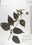中文名:雙花蟛蜞菊(S042905)學名:Wedelia biflora (L.) DC.(S042905)