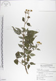 中文名:雙花蟛蜞菊(S050047)學名:Wedelia biflora (L.) DC.(S050047)