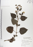 中文名:雙花蟛蜞菊(S050103)學名:Wedelia biflora (L.) DC.(S050103)