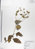 中文名:雙花蟛蜞菊(S054935)學名:Wedelia biflora (L.) DC.(S054935)