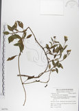 中文名:雙花蟛蜞菊(S062791)學名:Wedelia biflora (L.) DC.(S062791)
