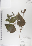 中文名:雙花蟛蜞菊(S065153)學名:Wedelia biflora (L.) DC.(S065153)