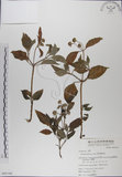 中文名:雙花蟛蜞菊(S065166)學名:Wedelia biflora (L.) DC.(S065166)