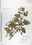 中文名:雙花蟛蜞菊(S065276)學名:Wedelia biflora (L.) DC.(S065276)