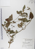中文名:雙花蟛蜞菊(S067855)學名:Wedelia biflora (L.) DC.(S067855)