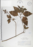 中文名:雙花蟛蜞菊(S075180)學名:Wedelia biflora (L.) DC.(S075180)