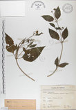 中文名:雙花蟛蜞菊(S075185)學名:Wedelia biflora (L.) DC.(S075185)