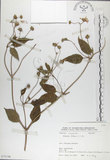 中文名:雙花蟛蜞菊(S075196)學名:Wedelia biflora (L.) DC.(S075196)
