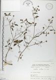 中文名:雙花蟛蜞菊(S075200)學名:Wedelia biflora (L.) DC.(S075200)