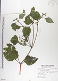 中文名:雙花蟛蜞菊(S086301)學名:Wedelia biflora (L.) DC.(S086301)