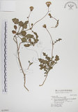 中文名:白鳳菜(S019963)學名:Gynura divaricata (L.) DC. subsp. formosana (Kitam.) F. G. Davies(S019963)中文別名:長柄橙黃菊