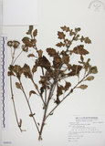 中文名:白鳳菜(S088059)學名:Gynura divaricata (L.) DC. subsp. formosana (Kitam.) F. G. Davies(S088059)中文別名:長柄橙黃菊