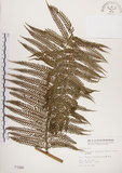 中文名:筆筒樹(P001986)學名:Cyathea lepifera (J. Sm.) Copel(P001986)中文別名:山過貓心