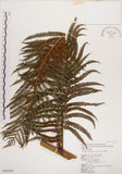 中文名:筆筒樹(P005290)學名:Cyathea lepifera (J. Sm.) Copel(P005290)中文別名:山過貓心