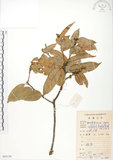 中文名:星刺栲(S085139)學名:Castanopsis fabri Hance(S085139)中文別名:羅浮錐