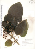 中文名:山桐子(S003268)學名:Idesia polycarpa Maxim.(S003268)中文別名:南天樹英文名:Many-seed Idesia