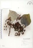 中文名:山桐子(S009814)學名:Idesia polycarpa Maxim.(S009814)中文別名:南天樹英文名:Many-seed Idesia