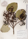 中文名:山桐子(S013334)學名:Idesia polycarpa Maxim.(S013334)中文別名:南天樹英文名:Many-seed Idesia