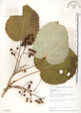 中文名:山桐子(S013624)學名:Idesia polycarpa Maxim.(S013624)中文別名:南天樹英文名:Many-seed Idesia