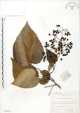 中文名:山桐子(S020826)學名:Idesia polycarpa Maxim.(S020826)中文別名:南天樹英文名:Many-seed Idesia