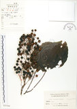 中文名:山桐子(S025268)學名:Idesia polycarpa Maxim.(S025268)中文別名:南天樹英文名:Many-seed Idesia