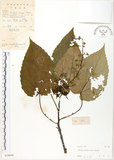 中文名:山桐子(S029094)學名:Idesia polycarpa Maxim.(S029094)中文別名:南天樹英文名:Many-seed Idesia