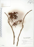 中文名:山桐子(S031944)學名:Idesia polycarpa Maxim.(S031944)中文別名:南天樹英文名:Many-seed Idesia