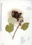 中文名:山桐子(S034454)學名:Idesia polycarpa Maxim.(S034454)中文別名:南天樹英文名:Many-seed Idesia