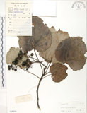 中文名:山桐子(S038018)學名:Idesia polycarpa Maxim.(S038018)中文別名:南天樹英文名:Many-seed Idesia
