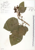 中文名:山桐子(S047779)學名:Idesia polycarpa Maxim.(S047779)中文別名:南天樹英文名:Many-seed Idesia