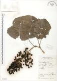 中文名:山桐子(S052208)學名:Idesia polycarpa Maxim.(S052208)中文別名:南天樹英文名:Many-seed Idesia