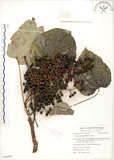 中文名:山桐子(S054297)學名:Idesia polycarpa Maxim.(S054297)中文別名:南天樹英文名:Many-seed Idesia