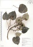 中文名:山桐子(S054797)學名:Idesia polycarpa Maxim.(S054797)中文別名:南天樹英文名:Many-seed Idesia