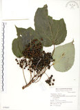 中文名:山桐子(S070047)學名:Idesia polycarpa Maxim.(S070047)中文別名:南天樹英文名:Many-seed Idesia