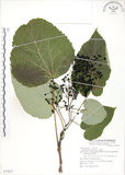 中文名:山桐子(S072837)學名:Idesia polycarpa Maxim.(S072837)中文別名:南天樹英文名:Many-seed Idesia