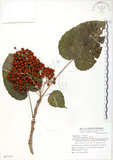 中文名:山桐子(S077151)學名:Idesia polycarpa Maxim.(S077151)中文別名:南天樹英文名:Many-seed Idesia