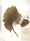 中文名:山桐子(S083965)學名:Idesia polycarpa Maxim.(S083965)中文別名:南天樹英文名:Many-seed Idesia