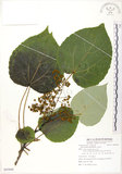 中文名:山桐子(S085840)學名:Idesia polycarpa Maxim.(S085840)中文別名:南天樹英文名:Many-seed Idesia