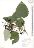 中文名:山桐子(S088162)學名:Idesia polycarpa Maxim.(S088162)中文別名:南天樹英文名:Many-seed Idesia