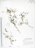 中文名:彎果黃菫(S000348)學名:Corydalis ophiocarpa Hook. f. & Thoms.(S000348)中文別名:蛇果紫菫