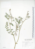 中文名:彎果黃菫(S003718)學名:Corydalis ophiocarpa Hook. f. & Thoms.(S003718)中文別名:蛇果紫菫