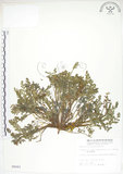 中文名:彎果黃菫(S005043)學名:Corydalis ophiocarpa Hook. f. & Thoms.(S005043)中文別名:蛇果紫菫