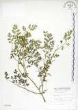 中文名:彎果黃菫(S012026)學名:Corydalis ophiocarpa Hook. f. & Thoms.(S012026)中文別名:蛇果紫菫