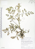 中文名:彎果黃菫(S015724)學名:Corydalis ophiocarpa Hook. f. & Thoms.(S015724)中文別名:蛇果紫菫