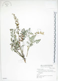 中文名:彎果黃菫(S049481)學名:Corydalis ophiocarpa Hook. f. & Thoms.(S049481)中文別名:蛇果紫菫