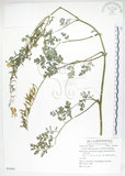 中文名:彎果黃菫(S054601)學名:Corydalis ophiocarpa Hook. f. & Thoms.(S054601)中文別名:蛇果紫菫