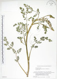 中文名:彎果黃菫(S058715)學名:Corydalis ophiocarpa Hook. f. & Thoms.(S058715)中文別名:蛇果紫菫