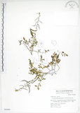 中文名:彎果黃菫(S064405)學名:Corydalis ophiocarpa Hook. f. & Thoms.(S064405)中文別名:蛇果紫菫