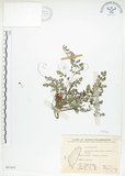 中文名:彎果黃菫(S067055)學名:Corydalis ophiocarpa Hook. f. & Thoms.(S067055)中文別名:蛇果紫菫