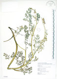 中文名:彎果黃菫(S076461)學名:Corydalis ophiocarpa Hook. f. & Thoms.(S076461)中文別名:蛇果紫菫